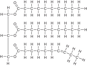 <p>3 long chains of fatty acids and a COOH group attached to a glycerol through dehydration synthesis</p>