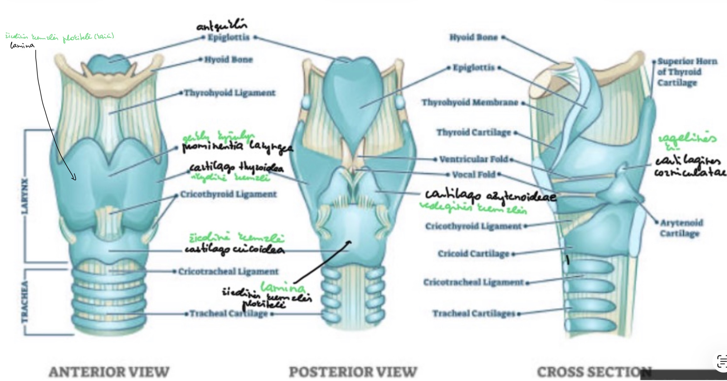 knowt flashcard image