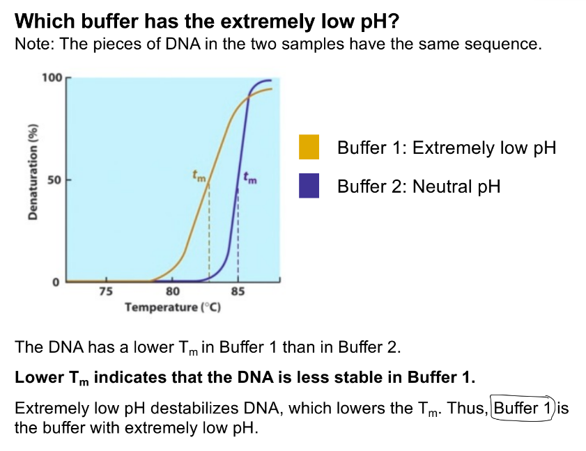 <p>low pH is unstable</p><p>unstable helix is low Tm (needs less heat to denature)</p><p>buffer 1 has the lower Tm</p>