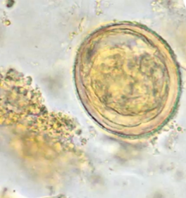 <p><span style="background-color: rgba(0, 0, 0, 0); line-height: 19.7625px;">What is the species in this photo and WHY? Where is it found?</span></p>