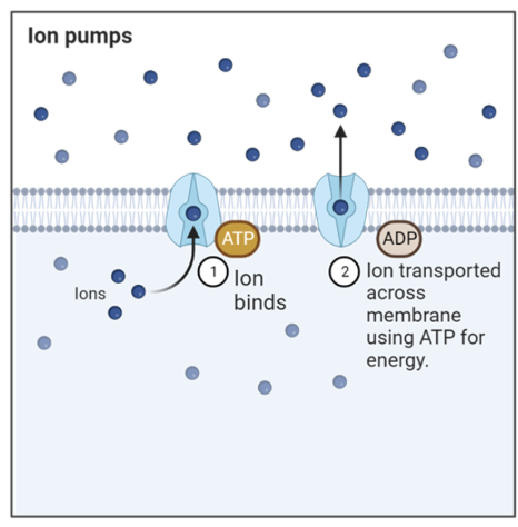 <ul><li><p><strong>ion pumps</strong> use ATP to physically move ions against the concentration gradient (from areas of low concentration to high concentration)</p><ul><li><p>needs ATP because you are putting in that physical effort of going against natural flow of particles</p></li></ul></li><li><p><strong>Na<sup>+</sup>/K<sup>+</sup> pump</strong> move 3 Na<sup>+</sup> out for every 2 K<sup>+</sup> in</p><ul><li><p>ensures the outside will be guaranteed more (+) to keep concentration gradient</p></li></ul></li></ul><p></p>