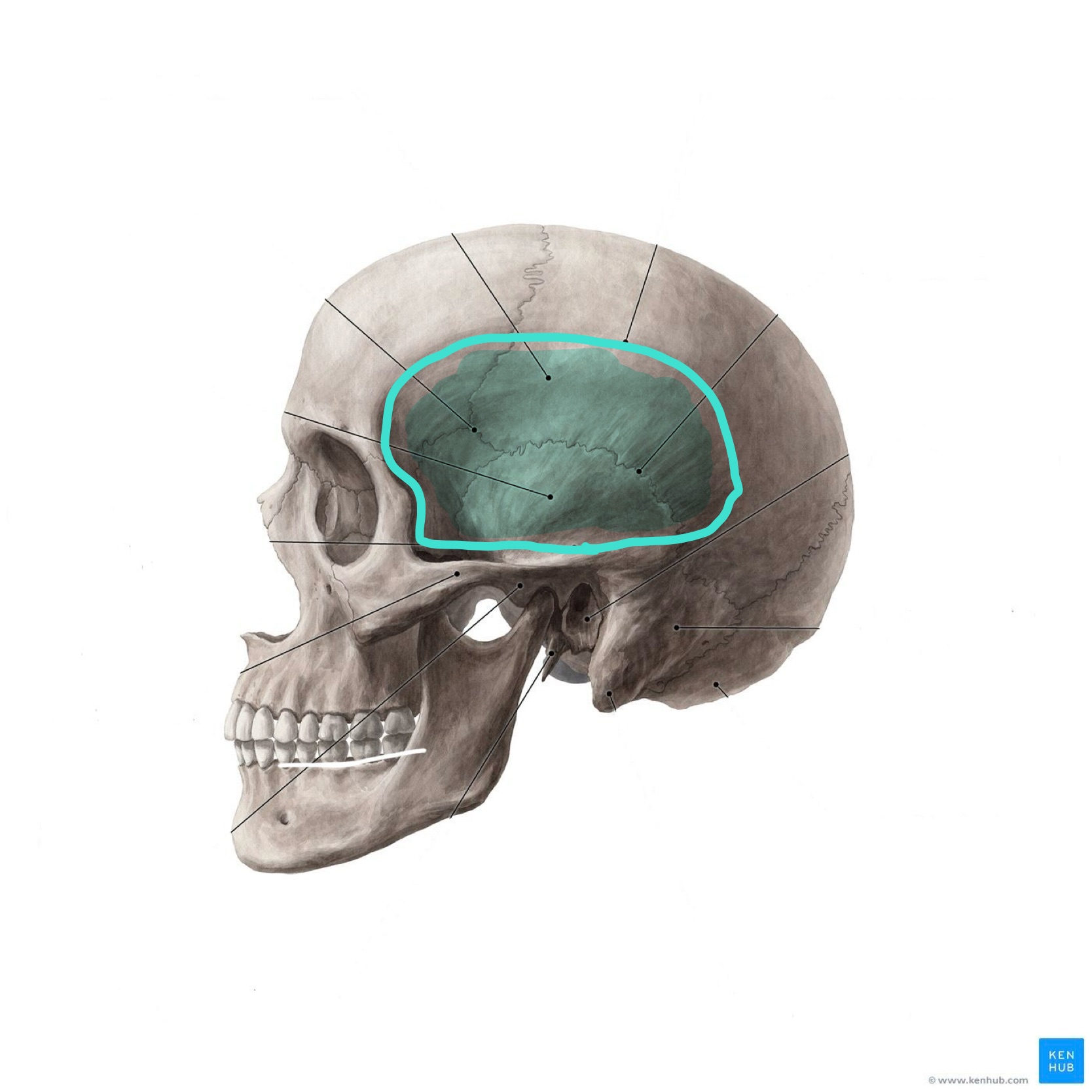 <p>What is the highlighted bony landmark</p>