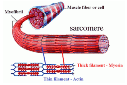 <p>What is a myofibril?</p>