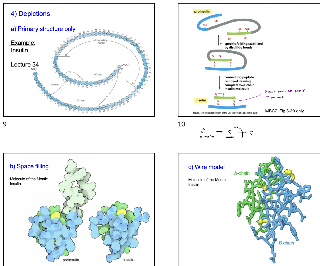 <p>4 Ways to depict proteins</p>