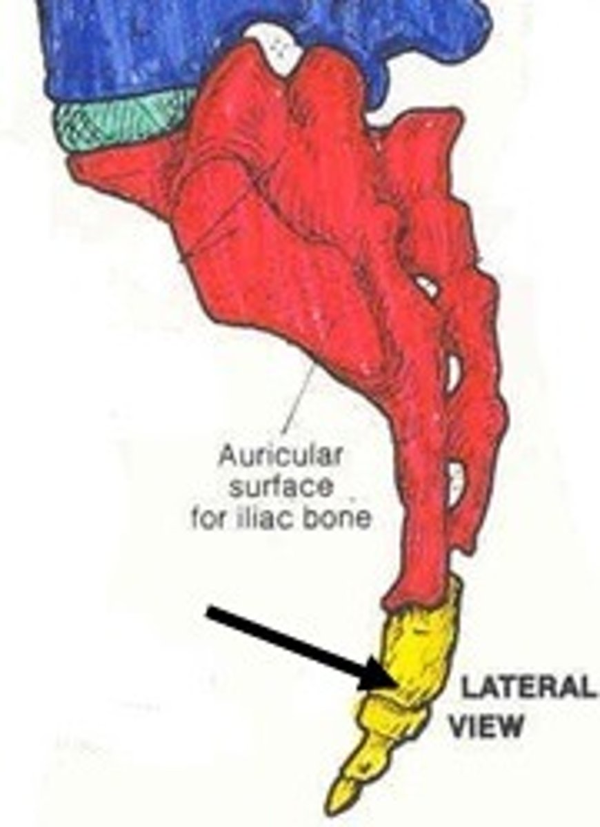 <p>-1 nerve</p><p>-butt</p>