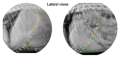 <p>What is seen on the right?</p>