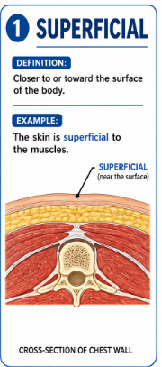 <p>Closer to or toward the surface of the body.</p><p>Example: The skin is superficial to the muscles.</p>