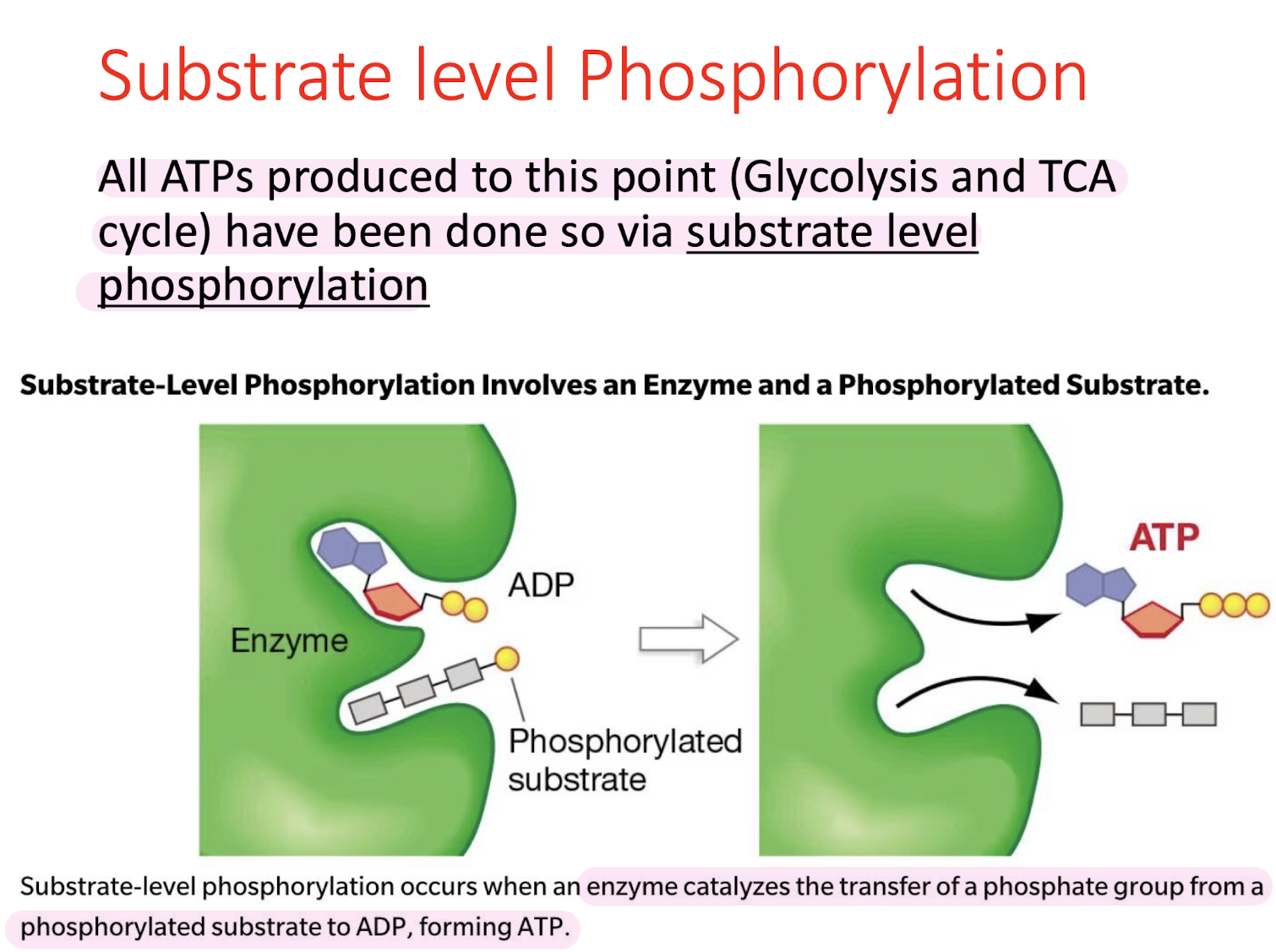 <p>SUBSTRATE LEVEL PHOSPHORYLATION </p>