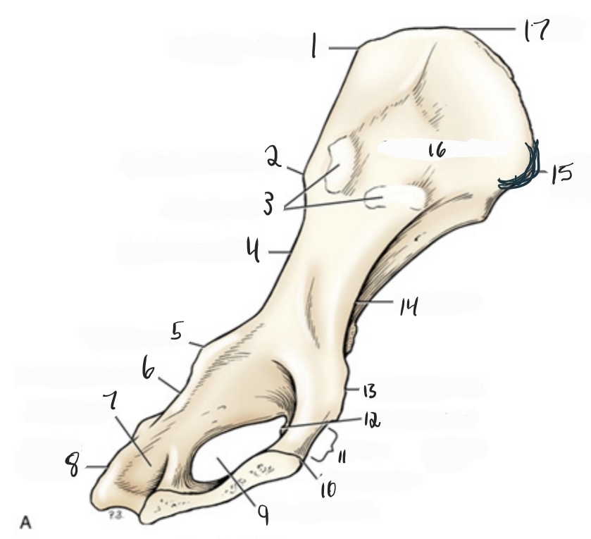 <p>15</p>