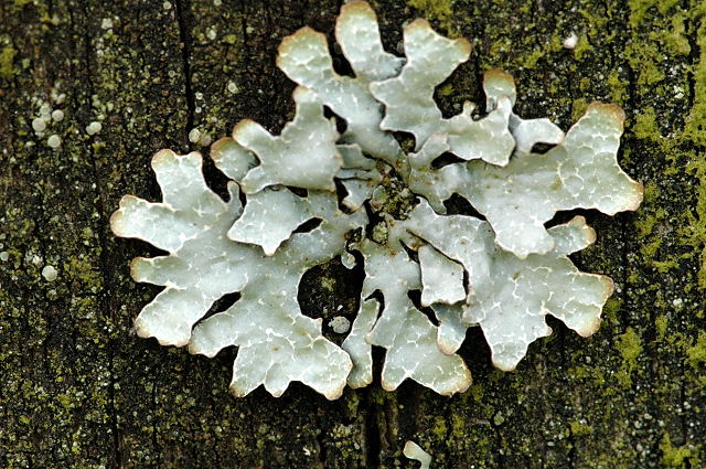 <p>lichen with flat, leaf-like lobes<span>, which are generally not firmly bonded to the substrate on which it grows</span></p>