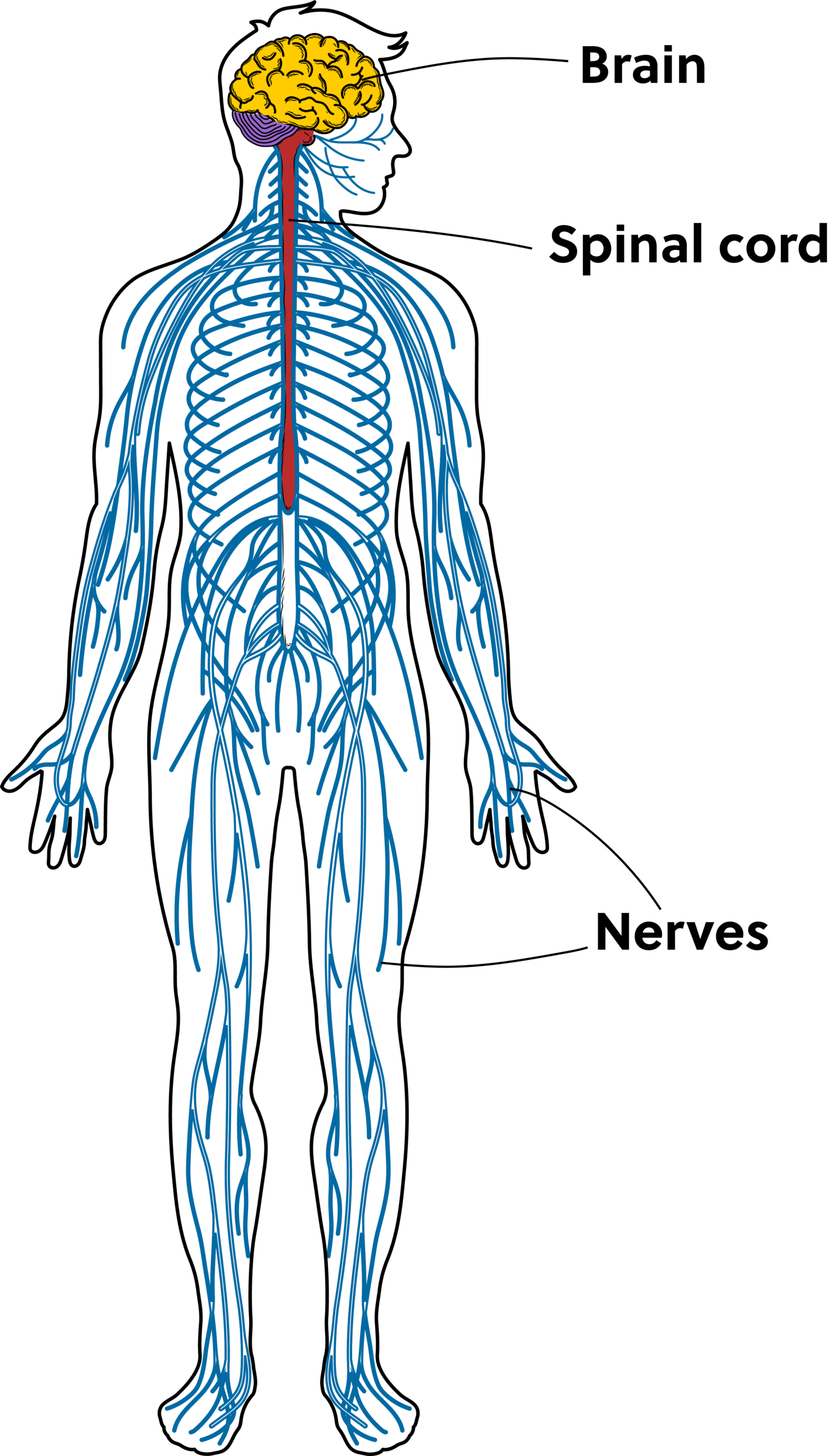 <p>Nervous System</p>