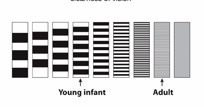 <ul><li><p>onderscheid meten </p></li><li><p>langer kijken naar 1vd twee plaatjes</p></li></ul><p></p>