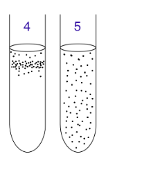 <p><span style="background-color: transparent;">4: Microaerophiles need oxygen because they cannot ferment or respire anaerobically. However, they are poisoned by high concentrations of oxygen. They gather in the upper part of the test tube but not the very top.</span></p><p><br></p><p><span style="background-color: transparent;">5: Aerotolerant organisms do not require oxygen as they metabolize energy anaerobically. Unlike obligate anaerobes however, they are not poisoned by oxygen. They can be found evenly spread throughout the test tube</span></p><p><br></p>