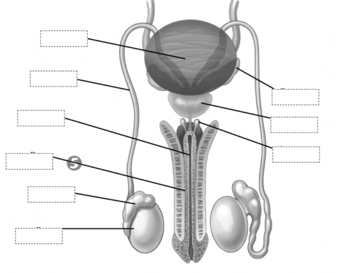 <p>Label this image from top left to top right</p>