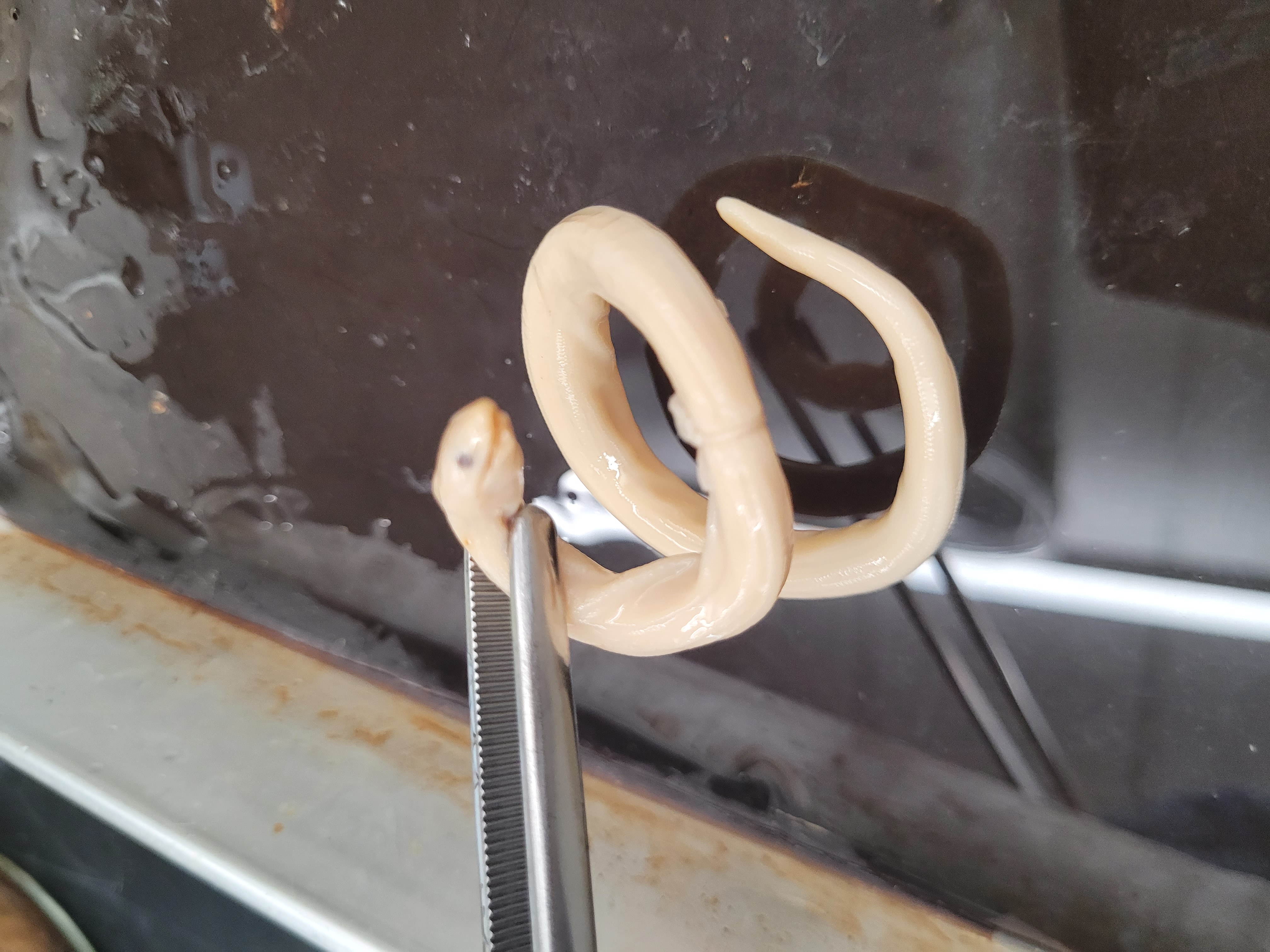 <p>What species is this?</p>