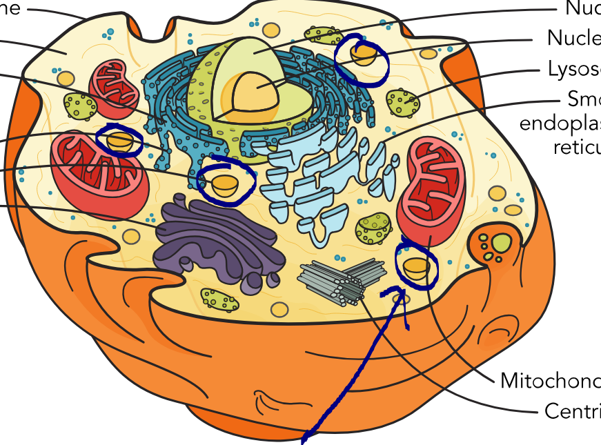 <p>What part of the cell is this?</p>