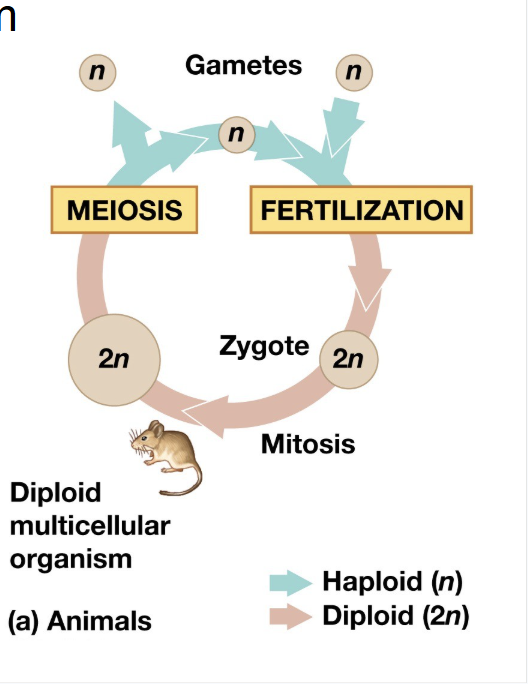 <p><span style="background-color: transparent;">haploid, diploid </span></p><p><span style="background-color: transparent;">haploid, diploid </span></p><p><span style="background-color: transparent;">Diploid, haploid </span></p>