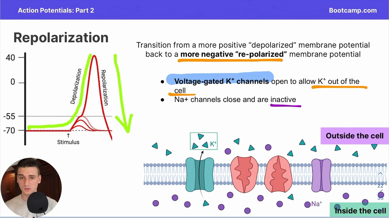 <p>Transition from a more positive depolarized membrane potential to a more negative repolarized membrane potential </p>