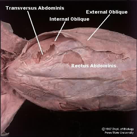 <p>Most ventral abdominal muscle; long and narrow strap</p>