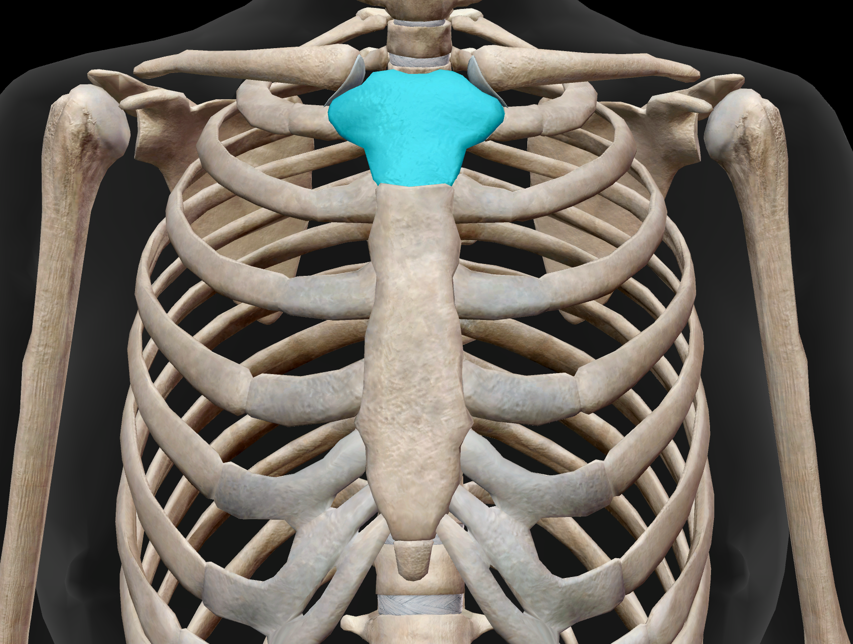 <p>Name the part of the sternum that is highlighted in the image.</p>