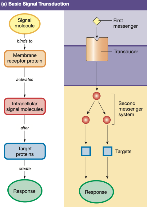 <ol><li><p><span style="color: yellow;"><strong><mark data-color="red" style="background-color: red; color: inherit;">Signal molecule/ligand</mark></strong></span> brings external stimuli to <strong>target cell</strong>, binding to a <strong>protein receptor</strong> — also called a <span style="color: yellow;"><strong><mark data-color="red" style="background-color: red; color: inherit;">first messenger</mark></strong></span></p></li><li><p><mark data-color="red" style="background-color: red; color: inherit;">Binding</mark> of ligand-receptor complex <strong><mark data-color="red" style="background-color: red; color: inherit;">activates</mark> protein receptor</strong></p></li><li><p><strong><mark data-color="red" style="background-color: red; color: inherit;">Activated protein receptor</mark></strong> causes a cascade, activating one or more <strong><mark data-color="red" style="background-color: red; color: inherit;">intracellular signal molecules</mark></strong></p></li><li><p><span style="color: yellow;"><strong><mark data-color="red" style="background-color: red; color: inherit;">Final signal molecule/final messenger</mark></strong></span> causes <mark data-color="red" style="background-color: red; color: inherit;">cell response</mark> → protein modification or protein synthesis</p></li></ol><p></p>
