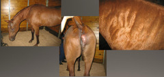 <p>What is happening in this horse that has a wound where air is sucked in but cannot leave?</p>