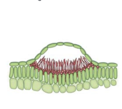 <p>Saucer-shaped, exposed fruiting structure that produces conidia from a compact layer of conidiophores, often surrounded by spines</p>