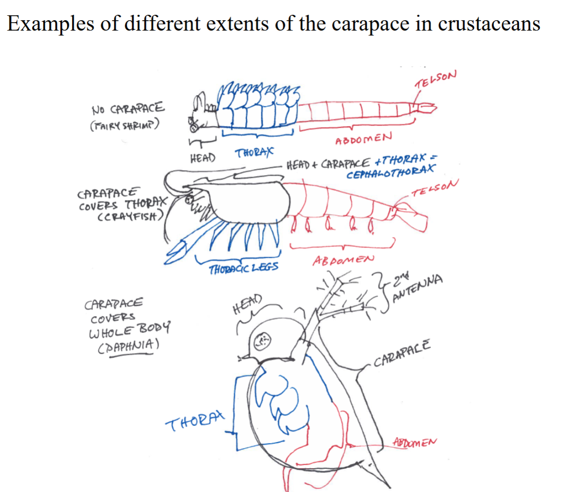 <p><strong>Shield </strong>that extends backways that<strong> covers the head </strong>and some/all of the thoracic segments <strong>of crustaceans</strong></p>