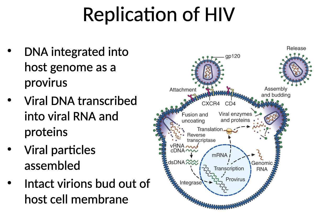 <ul><li><p>attachment of HIV into host cell </p></li><li><p>main target: CD4 Th </p></li><li><p>coreceptor required</p></li><li><p>fusion and undercoating</p></li><li><p>RT converts viral RNA into complementary DNA</p></li></ul><p></p>