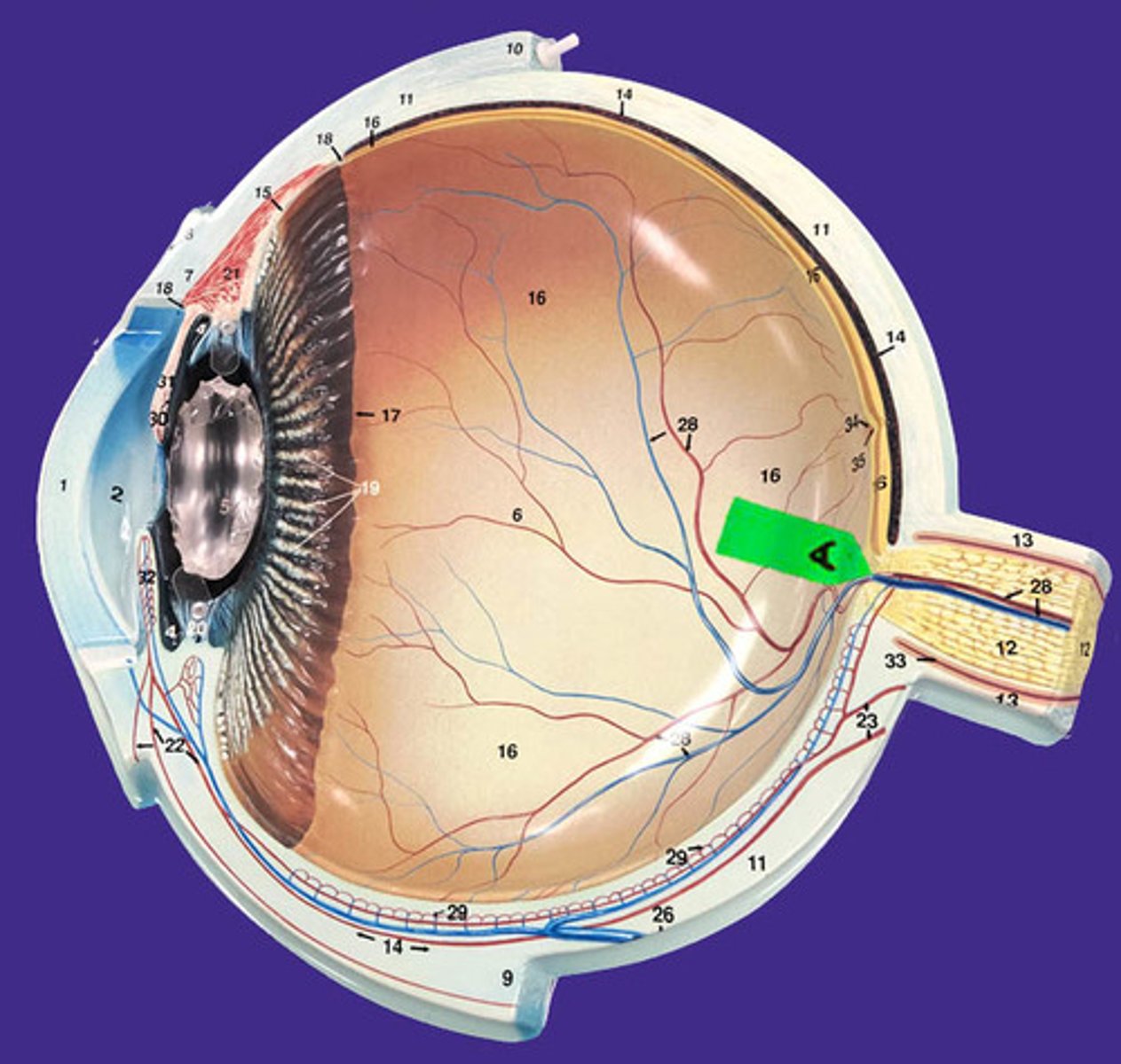 <p>Identify this structure. (not the blood vessels)</p>