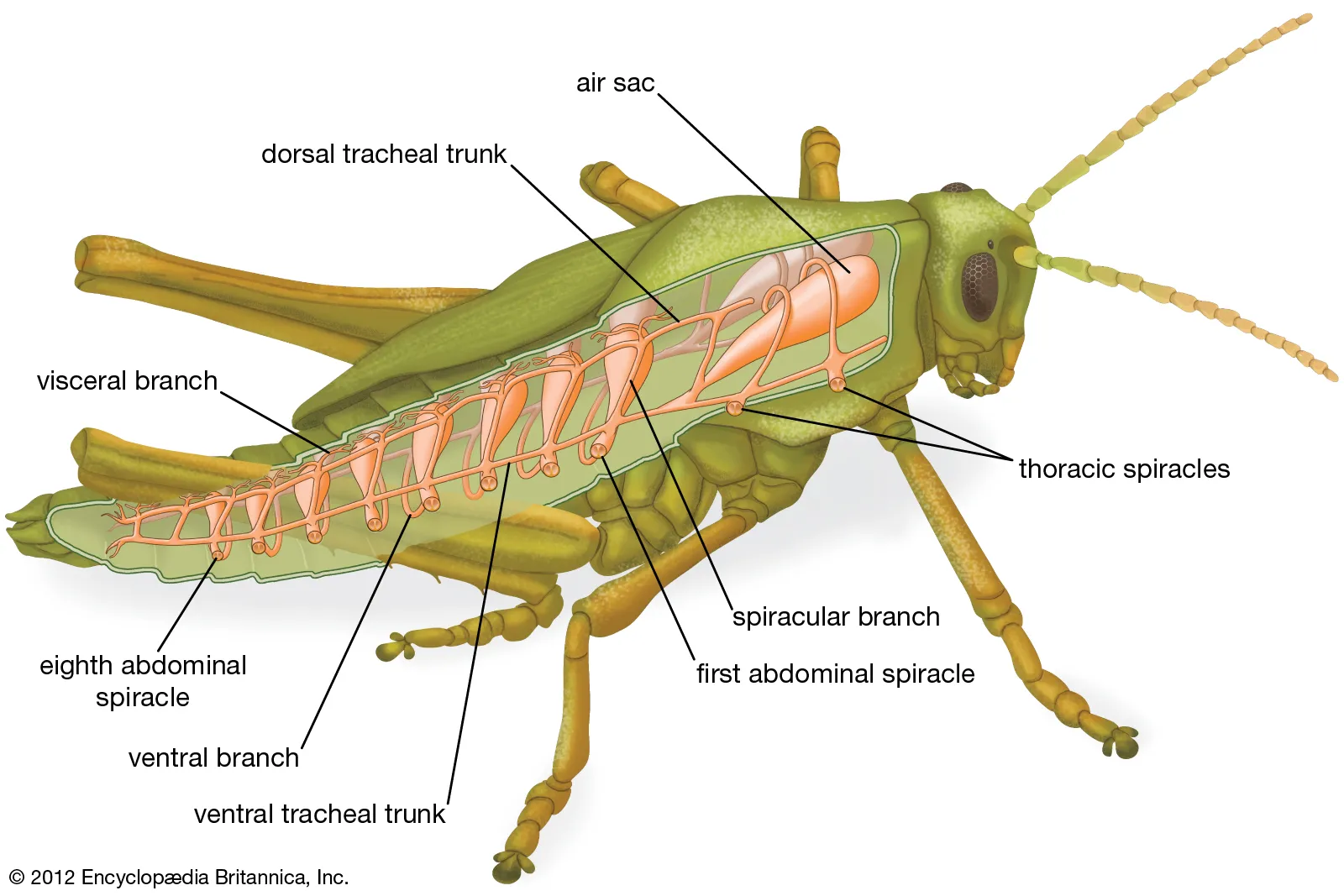 <ul><li><p><strong>Lungs</strong>: These only interface with the environment at a single location so there needs to be a circulatory system to transport the oxygen through the rest of the body. </p></li><li><p><strong>Insect</strong>: These branching tubular networks deliver air to every cell directly so a respiratory blood supply isn’t needed</p></li></ul><p></p>