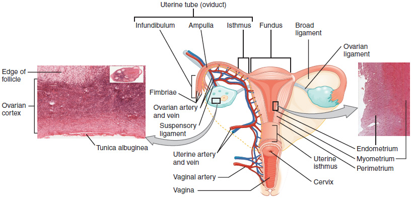 <p>Uterus interior parts </p>