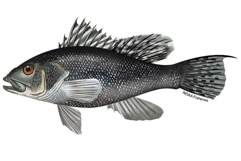 <p></p><ul><li><p><span style="background-color: transparent;">“Prehistoric looking” very spiny, long caudal tail tips</span></p></li><li><p><span style="background-color: transparent;">Born females and turns male, they have a bump on their head </span></p></li><li><p><span style="background-color: transparent;">Large rounded pectoral </span></p></li><li><p><span style="background-color: transparent;"><em>Endemic, not invasive </em></span></p></li></ul><p></p>