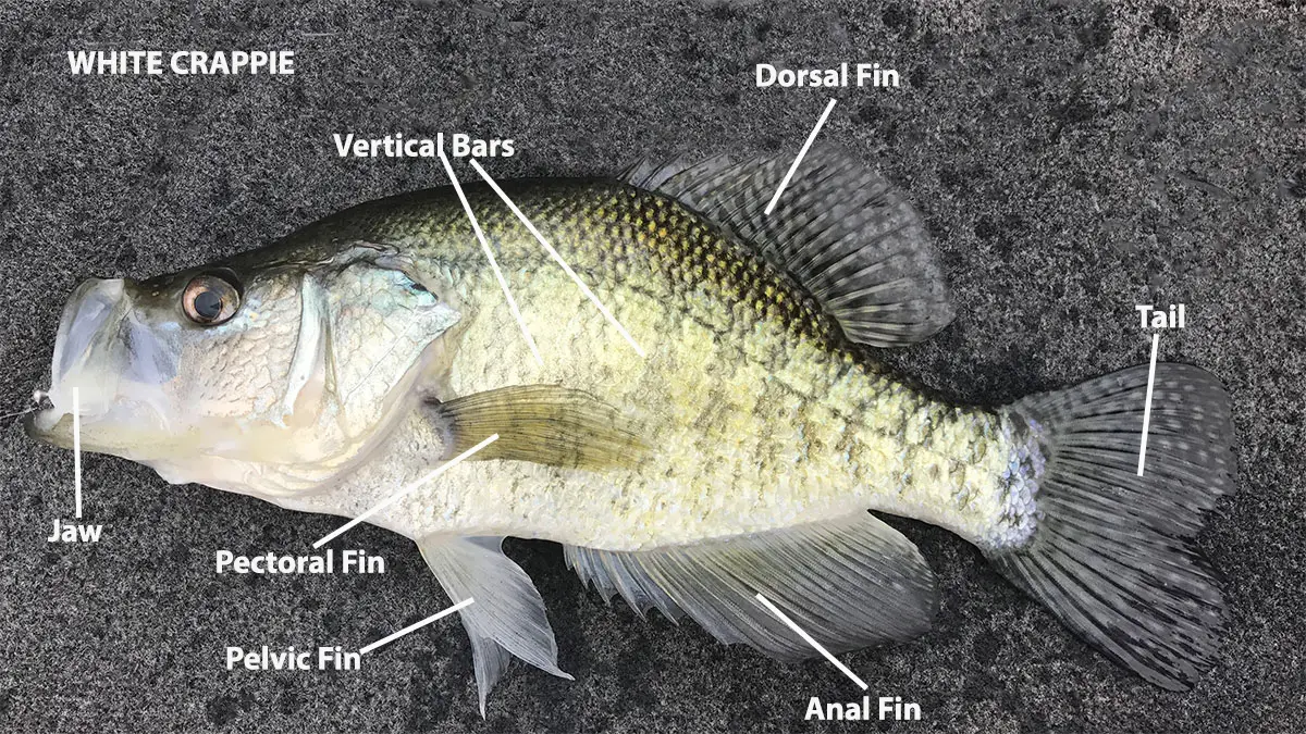 <p>Centrarchidae</p><p>Pomoxis annularis (white crappie) </p>