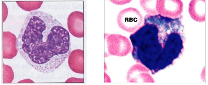 <ul><li><p>3-7% of all WBCs</p></li><li><p>kidney-shaped nucleus; largest of the WBCs</p></li></ul><p></p><p>Function: </p><ul><li><p>once they leave the capillaries these cells transform into wandering macrophages</p></li><li><p>macrophages phagocytize pathogens and dead tissue</p></li></ul><p></p>