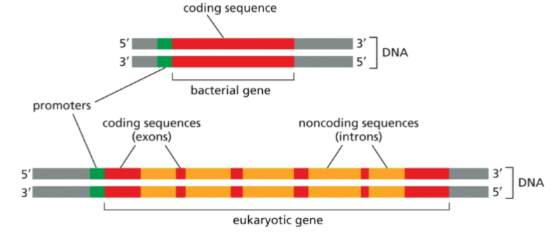 <p>For most bacterial genes, the DNA sequence that encodes them is co-linear with the RNA that is produced. In contrast, most eukaryotic genes have non-coding, intervening sequences, or introns, that must be removed before a functional mRNA is made.</p>