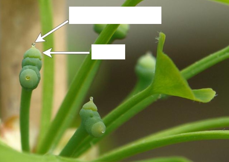 <p>Identify the structures of a megastrobilus.</p>