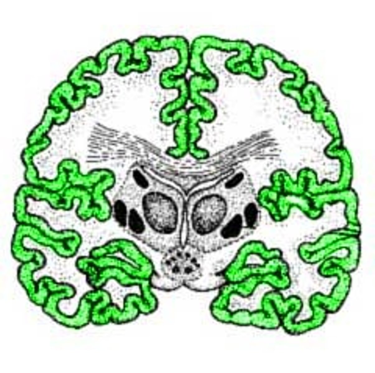 <p>Cerebral cortex</p>