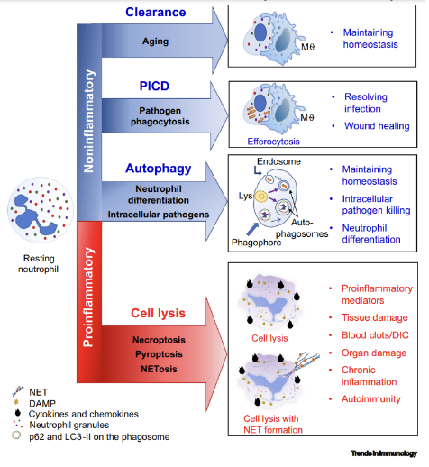 <ul><li><p><span><strong>Efferocytosis</strong>: ingestion of the dying neutrophil by macrophages.</span></p></li><li><p><span><strong>Necroptosis</strong>: is propagated by RIPK1/RIPK3/RHIM axis, which leads to the phosphorylation of the pore-forming protein MLKL, and the formation of necrosome (also known as ripoptosome). Phosphorylation of MLKL by the necrosome prompts MLKL oligomerization, enabling MLKL to insert into and permeabilize the plasma membrane.</span></p></li><li><p><span><strong>Pyroptosis</strong>: is mediated by caspase-1-dependent cell death. The membrane pores are sized sufficiently to allow the release of soluble cytosolic contents only, retaining larger bacteria and organelles intracellularly. It is mediated by IL-1b, IL-18 and eicosanoids.</span></p></li><li><p><span><strong>NETosis</strong>: formation of networks of extracellular fibers, primarily composed of DNA from neutrophils and proteins that bind pathogens.</span></p></li></ul><p></p><p>mostly mediated by macrophages they recognize apoptotic body and clean it in normal conditions</p><p>elevated chronic inflammation with age as this process becomes less efficient</p><p>after infection resolved</p><p>distinct molecular pathway that helps to kill the neutrophils through necroptosis (not apoptosis)</p><p>pyroptosis during inflammasome (anti-inflammatory)</p><p>Netosis is inflammatory</p><p>the way neutrophils die will dictate body condition</p>