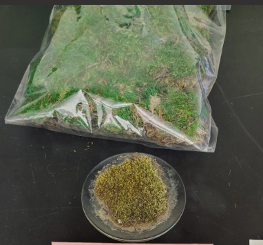 <ol><li><p>Name the Phylum </p></li></ol><p></p>