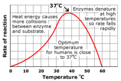 <p>The rate increases as the temperature increases:</p><p>The kinetic energy of the enzyme and substrate increases</p><p>This increases the frequency of successful collisions between the substrate and the active site</p><p>This increases the number of enzyme-substrate complexes that form</p>