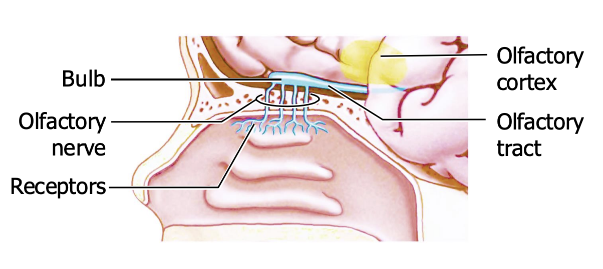 <p>The bulb projects directly to olfactory cortex, bypassing thalamus</p>