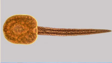 <p>Gymnocephalous/Leptocercous</p>