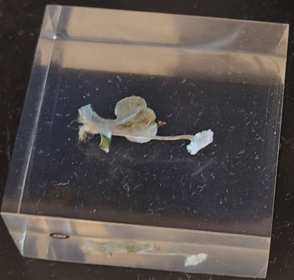 <ol><li><p>Name the phylum</p></li></ol><p></p>