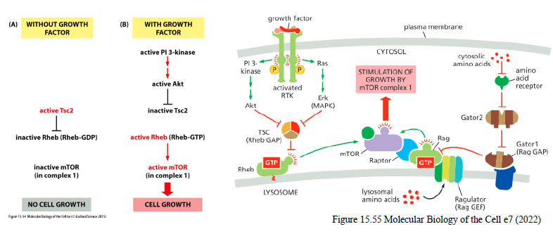 <p>Akt inhiberer Tsc2, som normalt hæmmer Rheb.</p><p>Aktivt Rheb-GTP aktiverer mTORC1, som stimulerer:</p><ul><li><p>proteinsyntese</p></li><li><p>ribosomproduktion</p></li><li><p>cellevækst</p></li></ul><p></p>