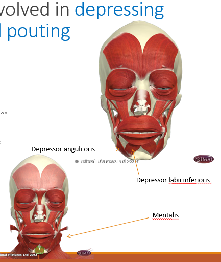 <p>Depressor labii inferioris</p><p>Depressor anguli oris</p><p>Mentalis</p><p>Innervation: VII Facial</p>