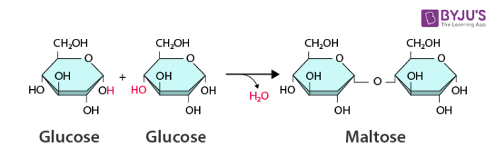 <p>The formation of molecules from the action of taking away water.</p>