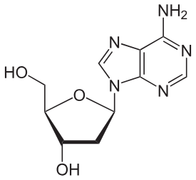 <ul><li><p>nucleoside nomenclature</p><ul><li><p>can add phosphate groups after</p></li></ul></li><li><p>found in <strong>DNA </strong></p></li><li><p><strong>adenine base </strong></p></li></ul><p></p>