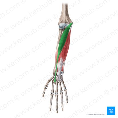 <p><span>M. flexor carpi radialis</span></p><p><span>Ursprung, Ansatz, Funktion</span></p>