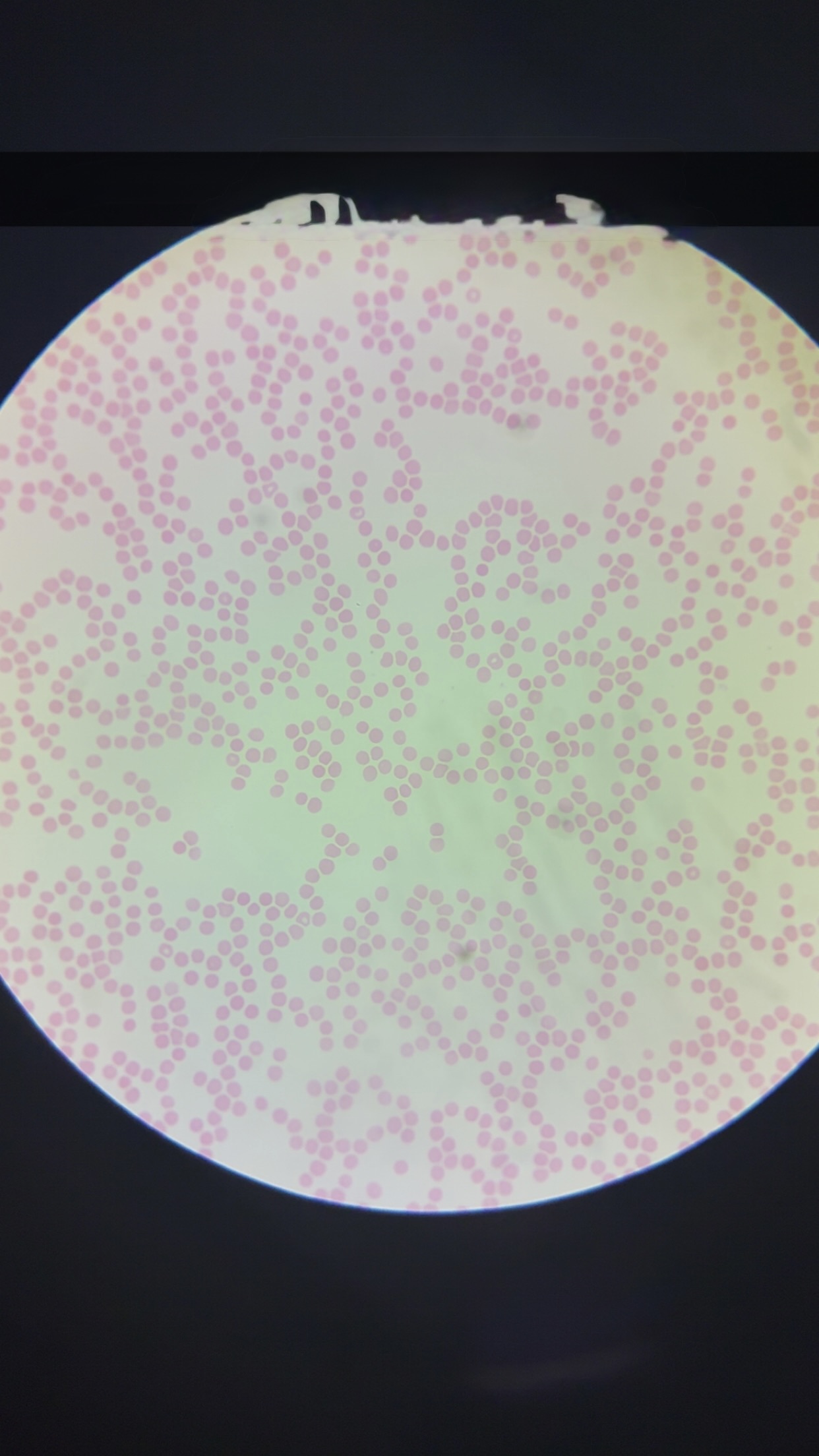 <p>what is this tissue </p>